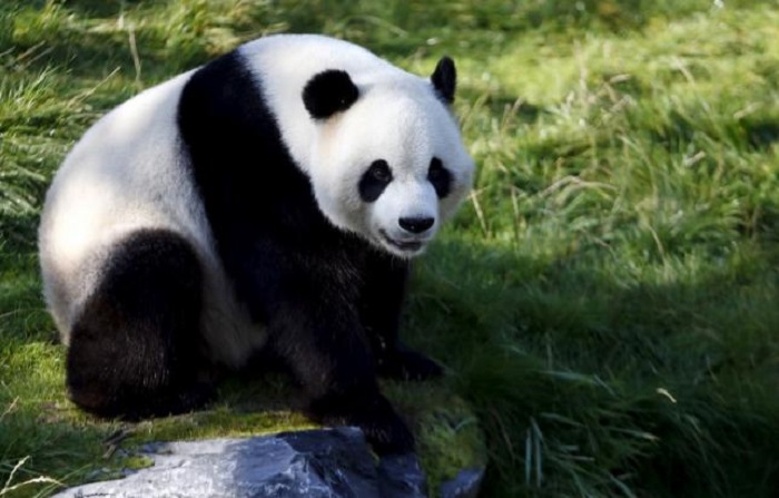 Panda in Belgium due to give birth imminently if indeed pregnant